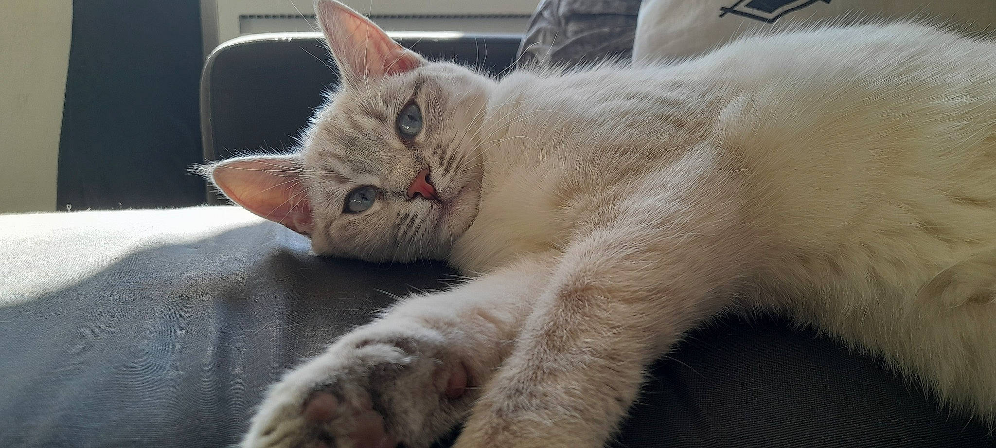 Lochka a rejoint le concours — aidez-le/la à gagner de superbes lots ! carnivore, cat, cat_supply, claw, comfort, domestic_short_haired_cat, fawn, felidae, fur, nap, paw, small_to_medium_sized_cats, tail, whiskers