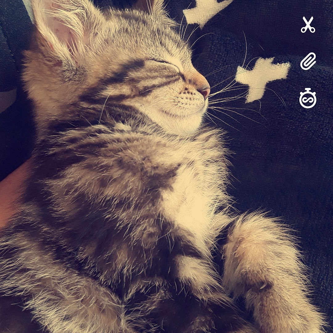 Pancake a rejoint le concours — aidez-le/la à gagner de superbes lots ! american_curl, asian, carnivore, cat, domestic_long_haired_cat, domestic_short_haired_cat, european_shorthair, felidae, fur, kitten, norwegian_forest_cat, paw, polydactyl_cat, siberian, sky, small_to_medium_sized_cats, tabby_cat, tail, whiskers