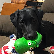 Otis joined the competition — help win amazing prizes! dog, black_dog, pet, canine, toy, green_toy, squeaky_toy, couch, blanket, indoor, home, portrait, close_up, lying_down, dark_fur, brown_cushion, books, shoes, colorful_blanket, playful