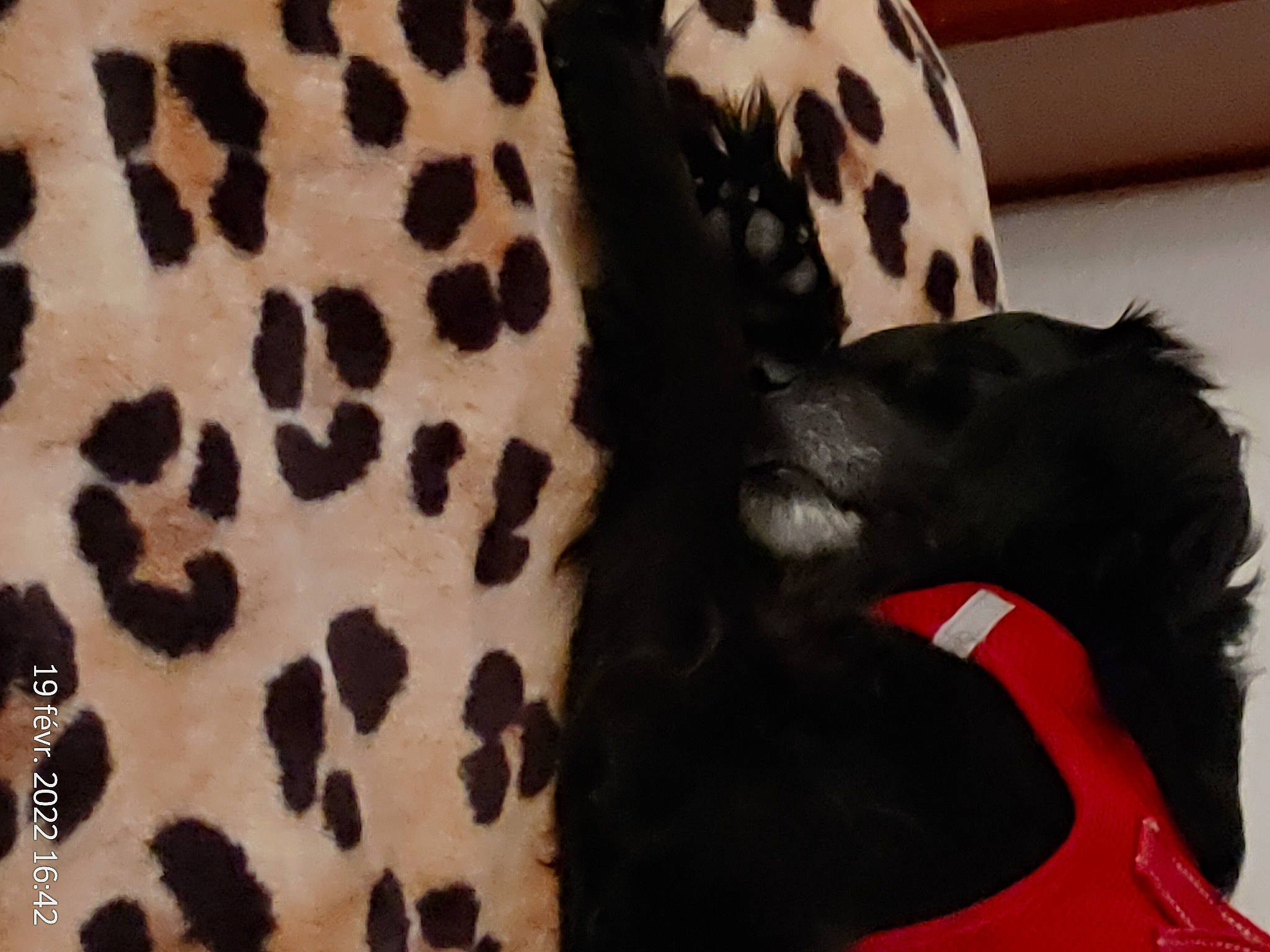 Java participe au concours pour gagner de l'argent avec cette photo : carmine, carnivore, collar, comfort, companion_dog, dog, dog_breed, dog_supply, fur, ingredient, mammal, pattern, pet_supply, recipe, snout, sporting_group, terrestrial_animal, vertebrate, whiskers, working_animal