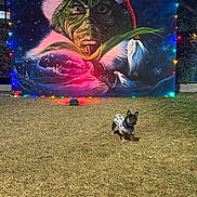 Teddy is registered to the contest to win money with this photo: dog, grass, holiday_backdrop, grinch, santa_hat, christmas_lights, night, festive_clothing, outdoor, leash, decorations, winter_theme, painted_mural, holiday_season, animal, pet, festive, colorful, celebration, yard