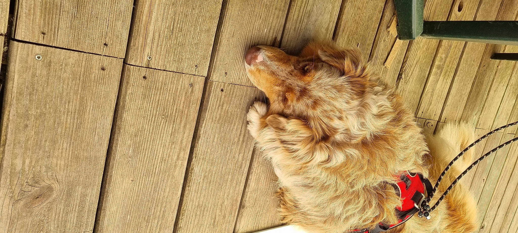 Praline