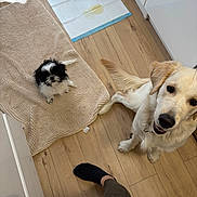 Benjy a rejoint le concours — aidez-le/la à gagner de superbes lots ! dog, puppy, golden_retriever, black_and_white_puppy, wooden_floor, rug, pee_pad, pet, indoor, looking_up, flooring, cabinet, curtain, foot, sock, human_leg, domestic, cute, animal, companion