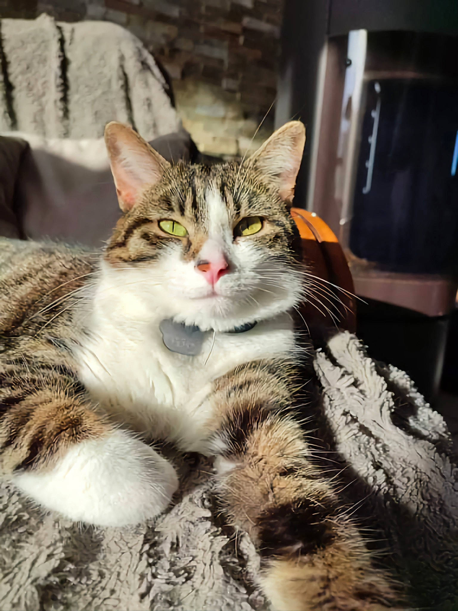 Rio participe au concours pour gagner de l'argent avec cette photo : carnivore, cat, claw, comfort, domestic_short_haired_cat, felidae, foot, fur, mammal, paw, sitting, small_to_medium_sized_cats, snout, tail, terrestrial_animal, vertebrate, whiskers