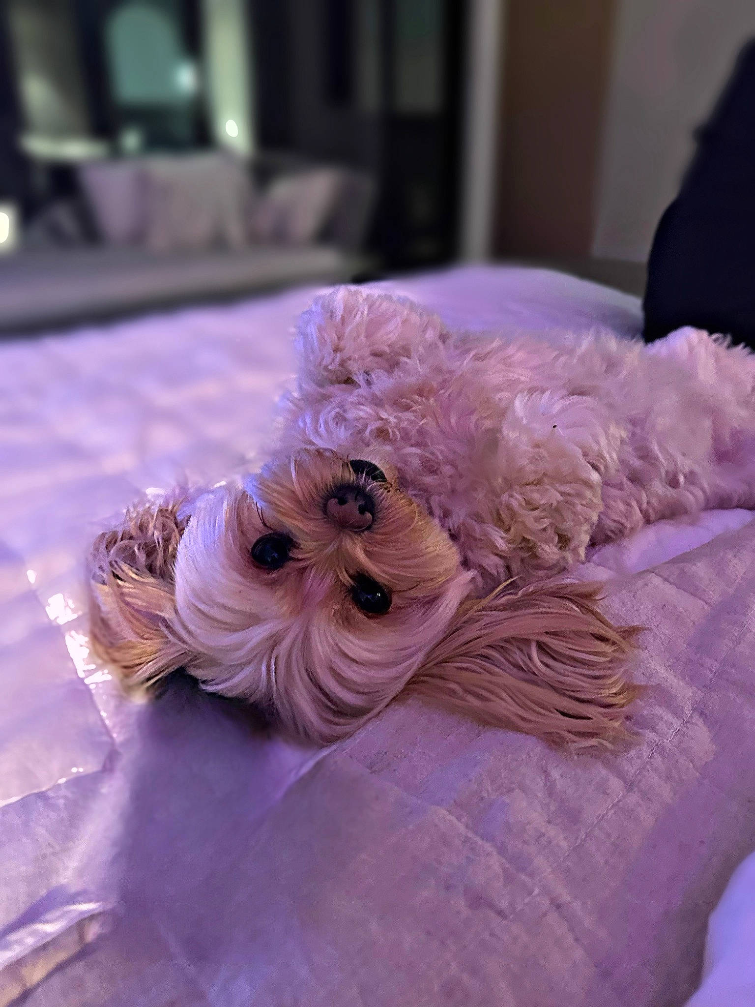 Indy joined the competition — help win amazing prizes! bouquet, canidae, companion_dog, cut_flowers, dog_breed, fashion_accessory, feather, flooring, flower_arranging, fur, linens, magenta, peach, petal, pink, plant, purple, toy_dog, violet, wedding_ceremony_supply