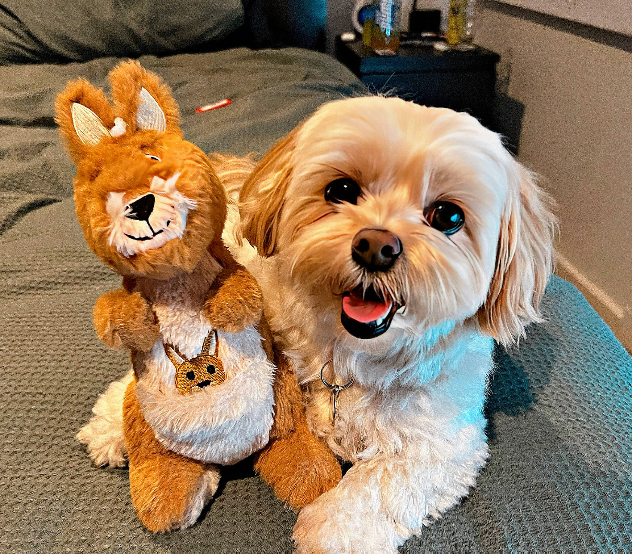 Indy joined the competition — help win amazing prizes! canidae, carnivore, companion_dog, dog, dog_breed, dog_clothes, dog_collar, dog_supply, fashion_accessory, fawn, fur, glasses, personal_protective_equipment, small_terrier, snout, sporting_group, toy, toy_dog, wood, working_animal