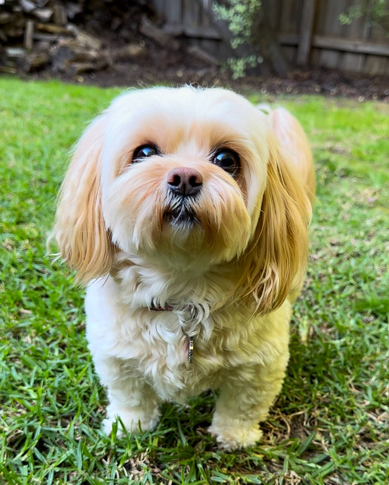 Indy joined the competition — help win amazing prizes! canidae, carnivore, companion_dog, dog, dog_breed, dog_supply, fawn, fur, grass, groundcover, liver, maltepoo, plant, small_terrier, snout, sporting_group, terrestrial_animal, terrier, toy_dog, working_animal