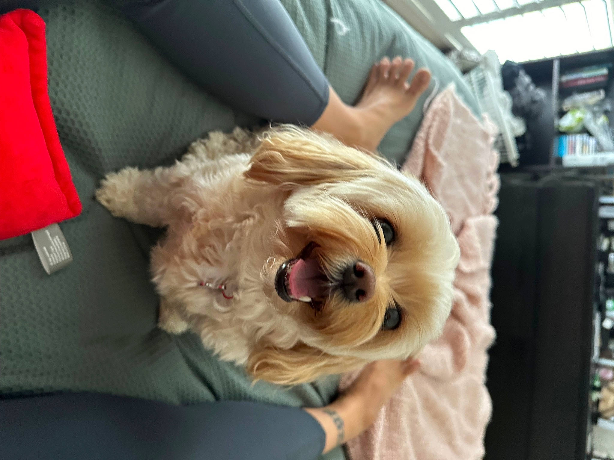 Indy joined the competition — help win amazing prizes! carnivore, collar, comfort, companion_dog, dog, dog_breed, dog_clothes, dog_collar, dog_supply, eyewear, fawn, glasses, goggles, snout, sporting_group, sunglasses, terrier, toy_dog, vision_care, working_animal