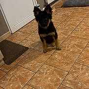 Alpha a rejoint le concours — aidez-le/la à gagner de superbes lots ! puppy, dog, german_shepherd, indoor, tile_floor, pet_bed, door, radiator, toy, mat, wall, clothing, flooring, young_dog, pet, animal, domestic, ears, cute, sitting