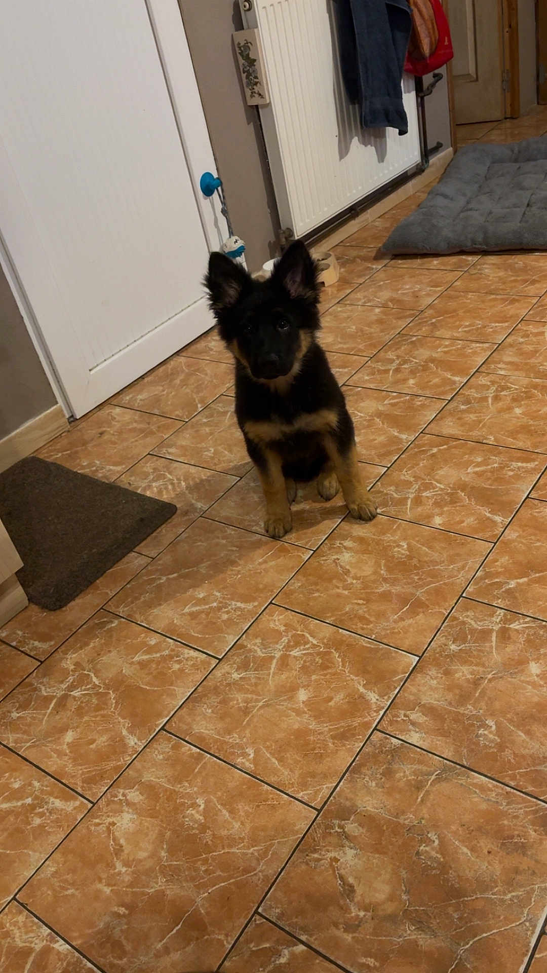 Alpha a rejoint le concours — aidez-le/la à gagner de superbes lots ! puppy, dog, german_shepherd, indoor, tile_floor, pet_bed, door, radiator, toy, mat, wall, clothing, flooring, young_dog, pet, animal, domestic, ears, cute, sitting