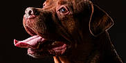Harley is registered to the contest to win money with this photo: dog, brown, tongue, close_up, portrait, pet, canine, animal, fur, happy, tongue_out, ears, snout, mouth, teeth, whiskers, dark_background, side_view, studio_lighting, expression