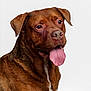 Harley is registered to the contest to win money with this photo: dog, brown_dog, tongue_out, pet, animal, close_up, portrait, happy, canine, fur, ears, snout, friendly, studio_photo, white_background, mammal, domestic_animal, cute, looking_away, tongue