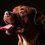 Harley joined the competition — help win amazing prizes! dog, brown, tongue, close_up, portrait, pet, canine, animal, fur, happy, tongue_out, ears, snout, mouth, teeth, whiskers, dark_background, side_view, studio_lighting, expression