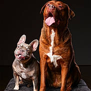 Harley joined the competition — help win amazing prizes! dog, pets, animal, brown_dog, grey_dog, tongue_out, happy, ears, sitting, blanket, studio, portrait, cute, companion, friendship, canine, indoor, fur, expression, playful