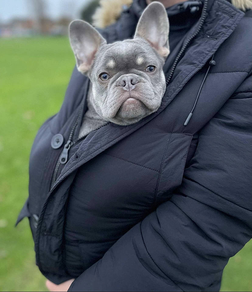 Hugo is registered to the contest to win money with this photo: bulldog, carnivore, companion_dog, dog, dog_breed, ear, electric_blue, fawn, fur, gesture, grass, grey, sculpture, sleeve, snout, sporting_group, terrestrial_animal, toy_dog, whiskers, wrinkle