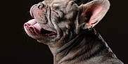 Hugo is registered to the contest to win money with this photo: animal, canine, closed_eyes, closeup, cute, dark_background, dog, domestic_animal, ears, french_bulldog, fur, happy, muzzle, pet, playful, portrait, side_view, smiling, studio_lighting, tongue_out