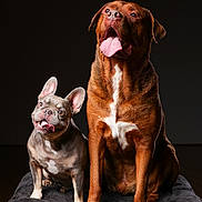 Hugo joined the competition — help win amazing prizes! animal, black_background, blanket, canine, companion, cute, dog, french_bulldog, friendship, fur, happy, indoors, large_dog, pet, playful, portrait, sitting, studio, tongue_out, two_dogs