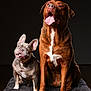 animal, black_background, blanket, canine, companion, cute, dog, french_bulldog, friendship, fur, happy, indoors, large_dog, pet, playful, portrait, sitting, studio, tongue_out, two_dogs
