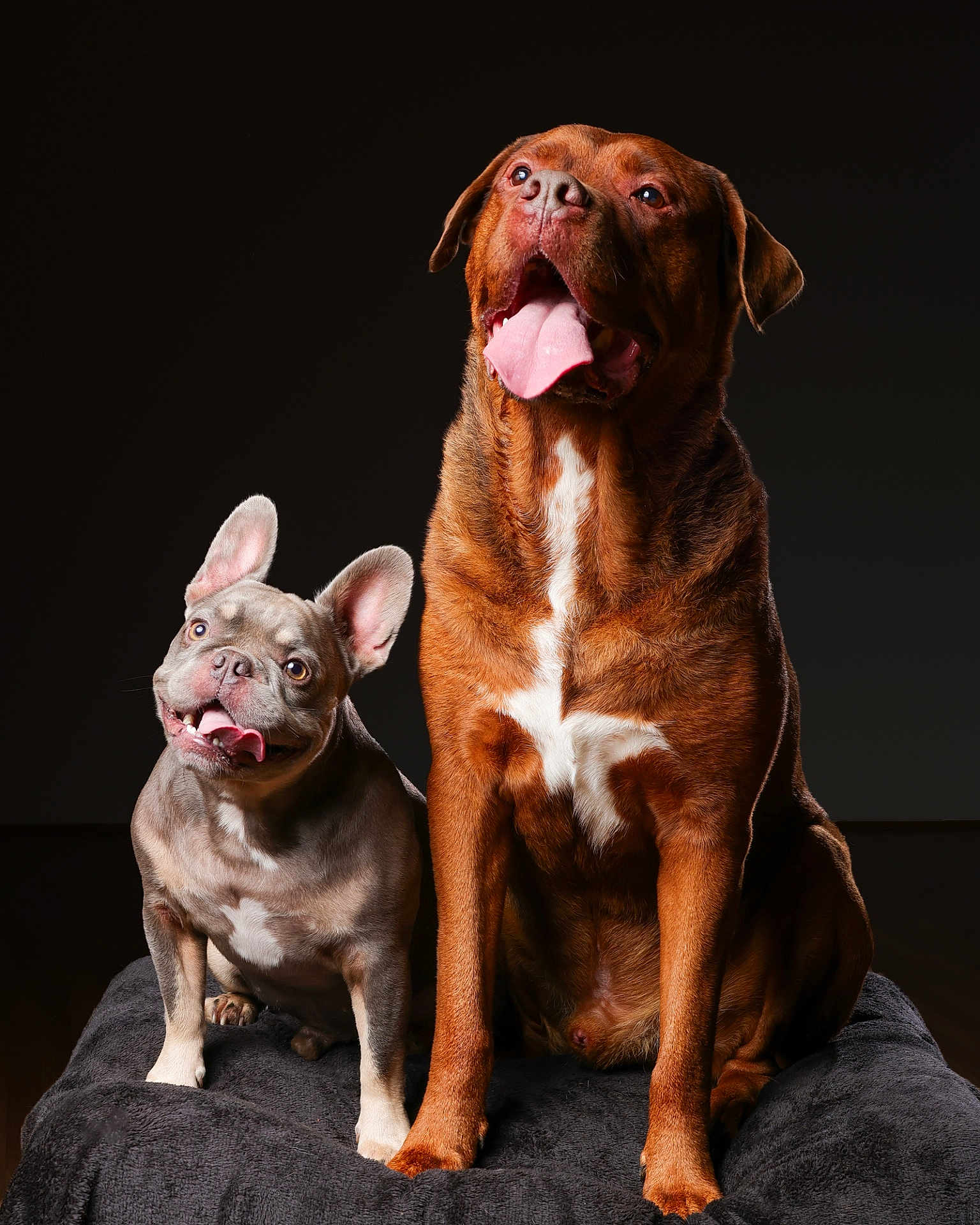 Hugo joined the competition — help win amazing prizes! animal, black_background, blanket, canine, companion, cute, dog, french_bulldog, friendship, fur, happy, indoors, large_dog, pet, playful, portrait, sitting, studio, tongue_out, two_dogs