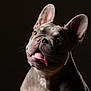 Hugo is registered to the contest to win money with this photo: animal, canine, close_up, companion, cute, dark_background, dog, ears_up, expression, face, french_bulldog, friendly, fur, mammal, pet, playful, portrait, studio_lighting, tongue_out, whiskers