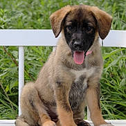 Indica is registered to the contest to win money with this photo: adorable, animal, bench, canine, companion, cute, dog, friendly, fur, greenery, mammal, nature, outdoor, pet, playful, portrait, puppy, sitting, tongue_out, young