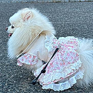 Mimi a rejoint le concours — aidez-le/la à gagner de superbes lots ! animal, bollards, clothing, cute, dog, dress, fence, floral, fluffy, lace, leash, outdoor, pavement, pet, pink, pomeranian, small_dog, street, white, white_dog