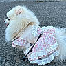 animal, bollards, clothing, cute, dog, dress, fence, floral, fluffy, lace, leash, outdoor, pavement, pet, pink, pomeranian, small_dog, street, white, white_dog