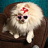 Mimi participe au concours pour gagner de l'argent avec cette photo : accessories, brown_armchair, buddha_statue, calm, cute, decor, dog, fashion, fluffy, furniture, heart_shaped, indoor, pet, pomeranian, portrait, red_bow, relaxing, sunglasses, teal_background, white