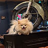 Mimi a rejoint le concours — aidez-le/la à gagner de superbes lots ! animal, cozy, cutlery, dog, fluffy, fur, glass, happy, indoor, leather_chair, pet, pomeranian, retro, small_dog, smiling, table, vintage_motorcycle, warm_lighting, wheel, wooden_cabinet