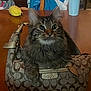 cat, tabby_cat, handbag, coach_bag, table, wooden_table, indoor, furniture, curious, pet, domestic_animal, tabby, fur, ears, whiskers, sitting, close_up, brown, patterned, accessory