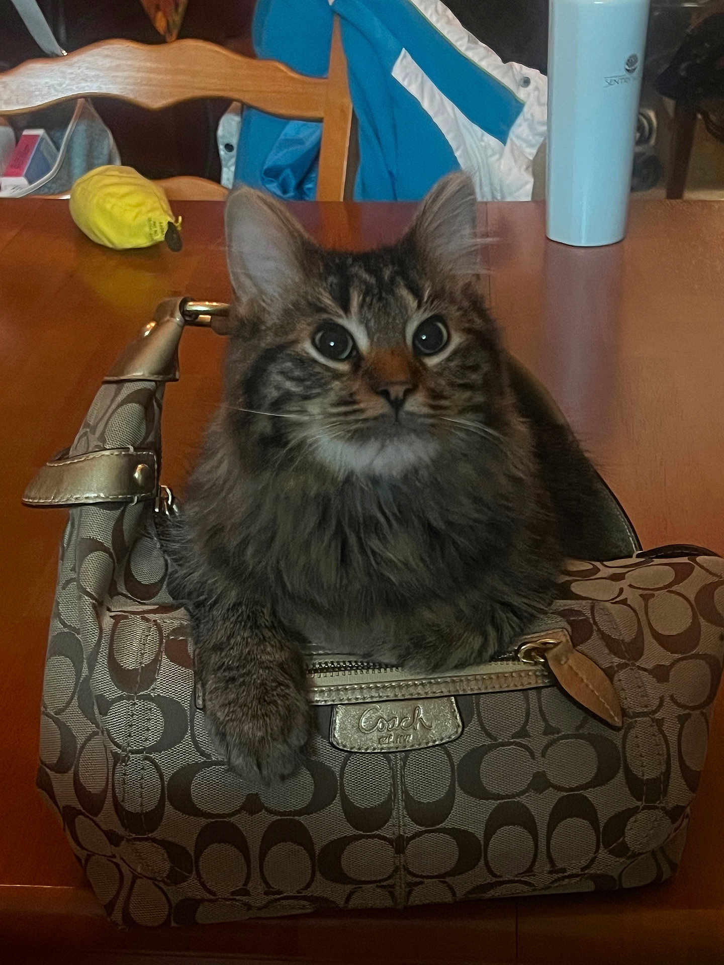 Whiskey joined the competition — help win amazing prizes! cat, tabby_cat, handbag, coach_bag, table, wooden_table, indoor, furniture, curious, pet, domestic_animal, tabby, fur, ears, whiskers, sitting, close_up, brown, patterned, accessory