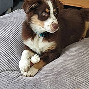 Scotty a rejoint le concours — aidez-le/la à gagner de superbes lots ! puppy, dog, brown, white, chew_toy, cushion, indoor, pet, young_dog, fur, collar, wooden_surface, gray, cozy, relaxed, paw, looking_away, home, animal, cute