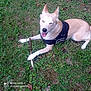 animal, canine, closeup, daylight, dog, ears_up, fur, grass, greenery, happy, harness, lying_down, mammal, nature, outdoor, pet, playful, smiling, stick, tongue_out