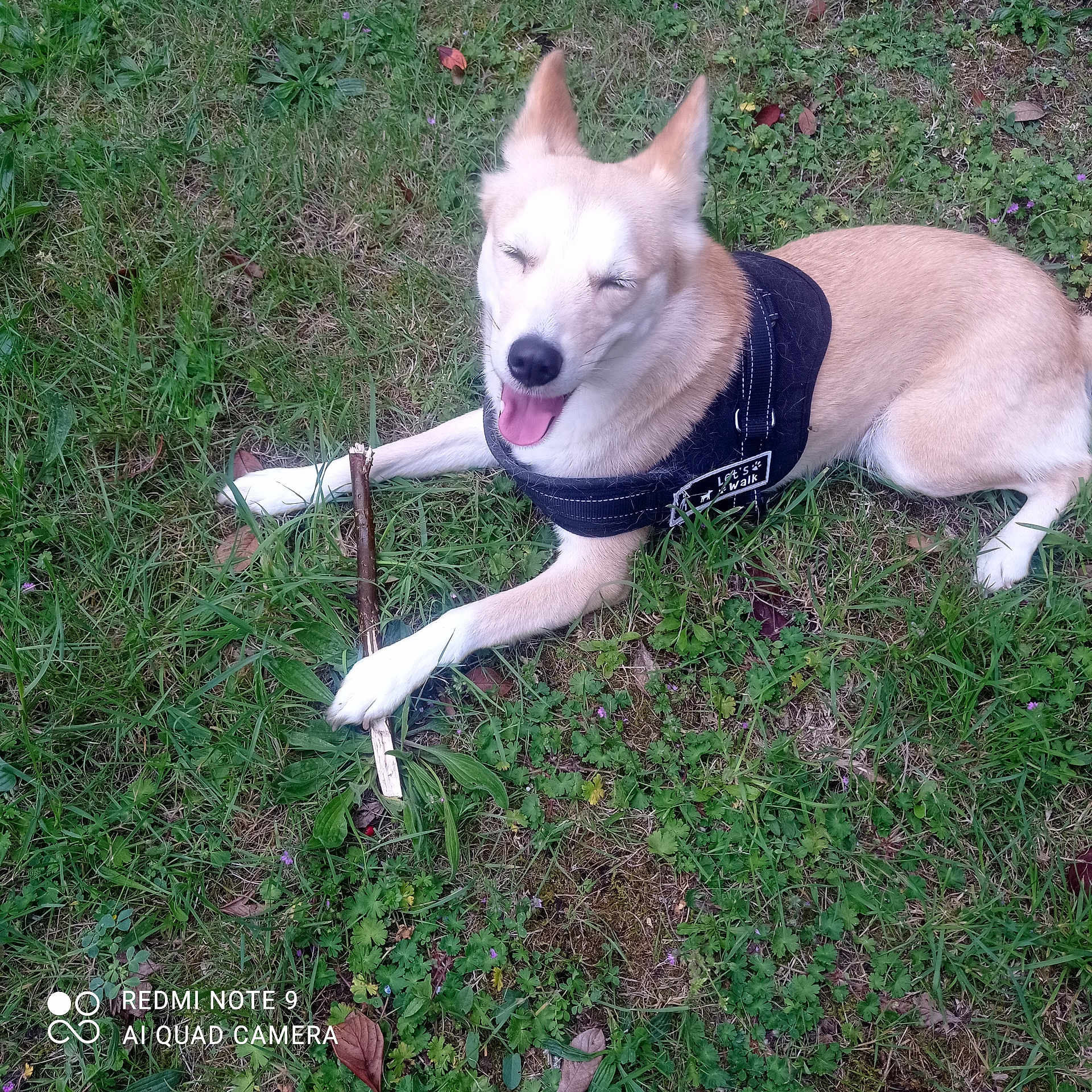 Shanna Shanghai a rejoint le concours — aidez-le/la à gagner de superbes lots ! animal, canine, closeup, daylight, dog, ears_up, fur, grass, greenery, happy, harness, lying_down, mammal, nature, outdoor, pet, playful, smiling, stick, tongue_out