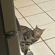Gucci joined the competition — help win amazing prizes! cat, tabby_cat, tile_floor, floor_tile, air_vent, sunbeam, indoor, resting, paws, whiskers, ears, closed_eyes, heating_vent, refrigerator, appliance, domestic, relaxed, sunlight, cozy, shadow