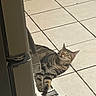 air_vent, appliance, cat, closed_eyes, cozy, domestic, ears, floor_tile, heating_vent, indoor, paws, refrigerator, relaxed, resting, shadow, sunbeam, sunlight, tabby_cat, tile_floor, whiskers