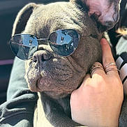 Midnight is registered to the contest to win money with this photo: accessory, car_interior, close_up, cute, dog, ear, french_bulldog, fur, human_hand, jewelry, nose, pet, portrait, reflection, relaxed, rings, seat, sitting, sunglasses, sunlight