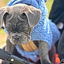 dog, puppy, gray_fur, blue_sweater, close_up, portrait, bokeh, shallow_depth_of_field, stroller, paws, ears, nose, wrinkled_face, harness, cozy, outdoor, grass_background, pet, cute, sitting