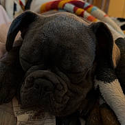 Midnight is registered to the contest to win money with this photo: dog, puppy, sleeping, snout, wrinkled_face, ears, blanket, bedding, tag, close_up, cozy, indoor, home, cabinet, furniture, soft_texture, pet, muzzle, nose, eyes_closed