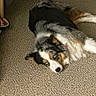 australian_shepherd, blue_eyes, carpet, collar, companion, cute, dog, ears, floor, fluffy_fur, gaze, home, indoor, laying_down, nose, pet, portrait, relaxed, resting, tricolor