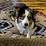 australian_shepherd, blue_eyes, closeup, companion, cozy, cushion, dog, fur, hardwood_floor, home_interior, indoor, looking_at_camera, patterned_textile, paw, pet, pillow, playful, portrait, rug, smile