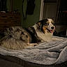 australian_shepherd, bed, bedroom, blanket, confederate_flag, cozy, dog, dresser, flag, fur, fur_texture, furniture, indoor, low_light, night, paws, pet, portrait, smiling, tongue_out