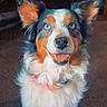 australian_shepherd, blue_eyes, carpet, closeup, collar, dog, ears, farmhouse_sign, fireplace, fluffy, fur, fur_texture, happy, indoor, living_room, mammal, pet, portrait, smiling, tongue