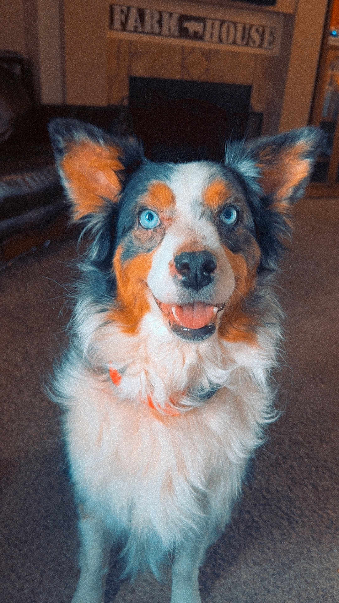 Illa joined the competition — help win amazing prizes! dog, australian_shepherd, blue_eyes, fluffy, fur, tongue, smiling, ears, collar, pet, portrait, indoor, living_room, carpet, fireplace, farmhouse_sign, closeup, happy, mammal, fur_texture