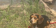 Remington is registered to the contest to win money with this photo: dog, beagle, canine, pet, grass, water, lake, shore, rocks, leash, collar, outdoor, sunlight, resting, portrait, brown_fur, black_fur, paws, nature, summer_day