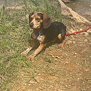 Remington is registered to the contest to win money with this photo: dog, beagle, leash, collar, grass, rocks, river, water, outdoors, pet, canine, sitting, portrait, brown, black_fur, floppy_ears, snout, paws, sunny, nature