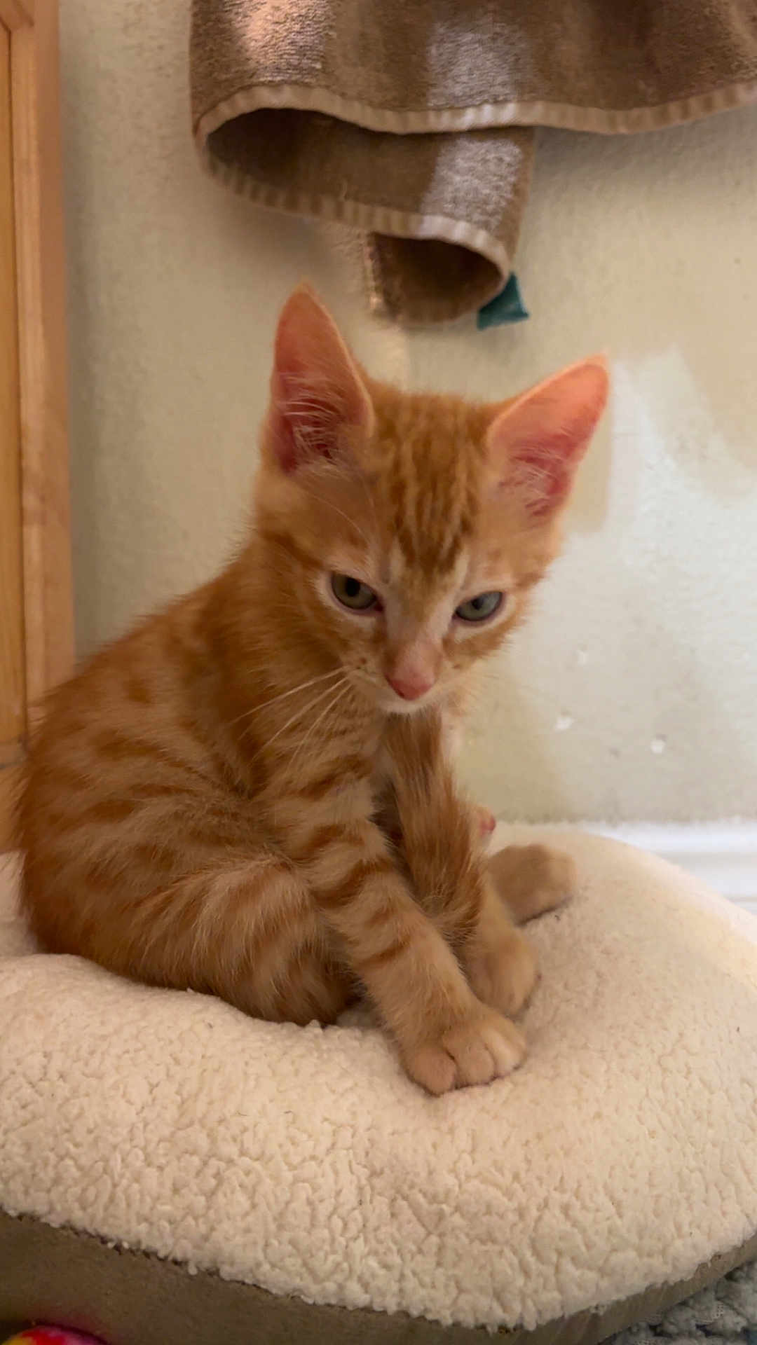 Nacho is registered to the contest to win money with this photo: kitten, orange_tabby, cat, pet_bed, cozy, indoor, towel, wall, fur, paw, cute, small, animal, domestic, feline, resting, young, whiskers, ears, soft