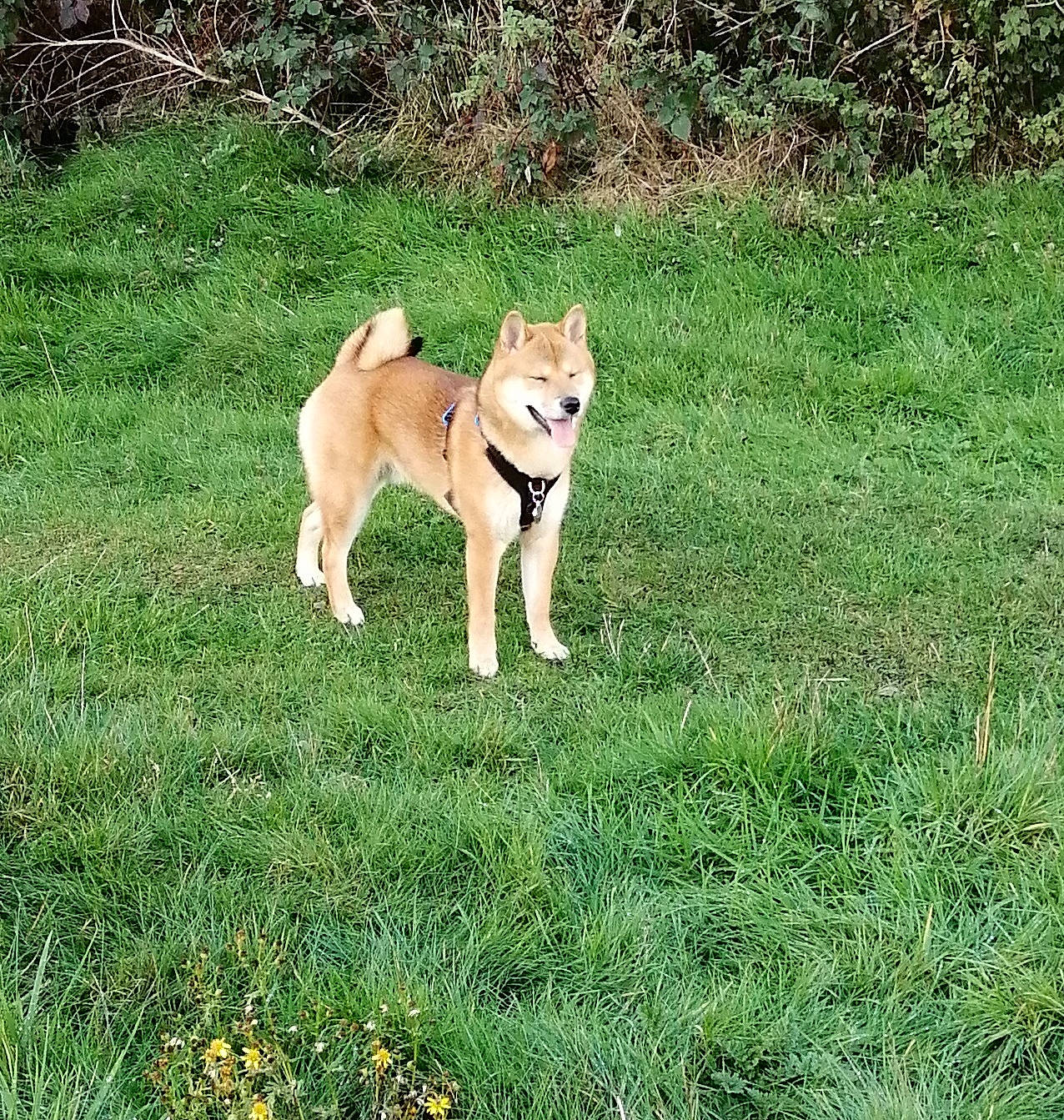 Kylo joined the competition — help win amazing prizes! ancient_dog_breeds, canidae, carnivore, companion_dog, dog, dog_breed, fawn, grass, grassland, groundcover, non_sporting_group, paw, plant, snout, sporting_group, tail, terrestrial_animal, wildlife, working_dog