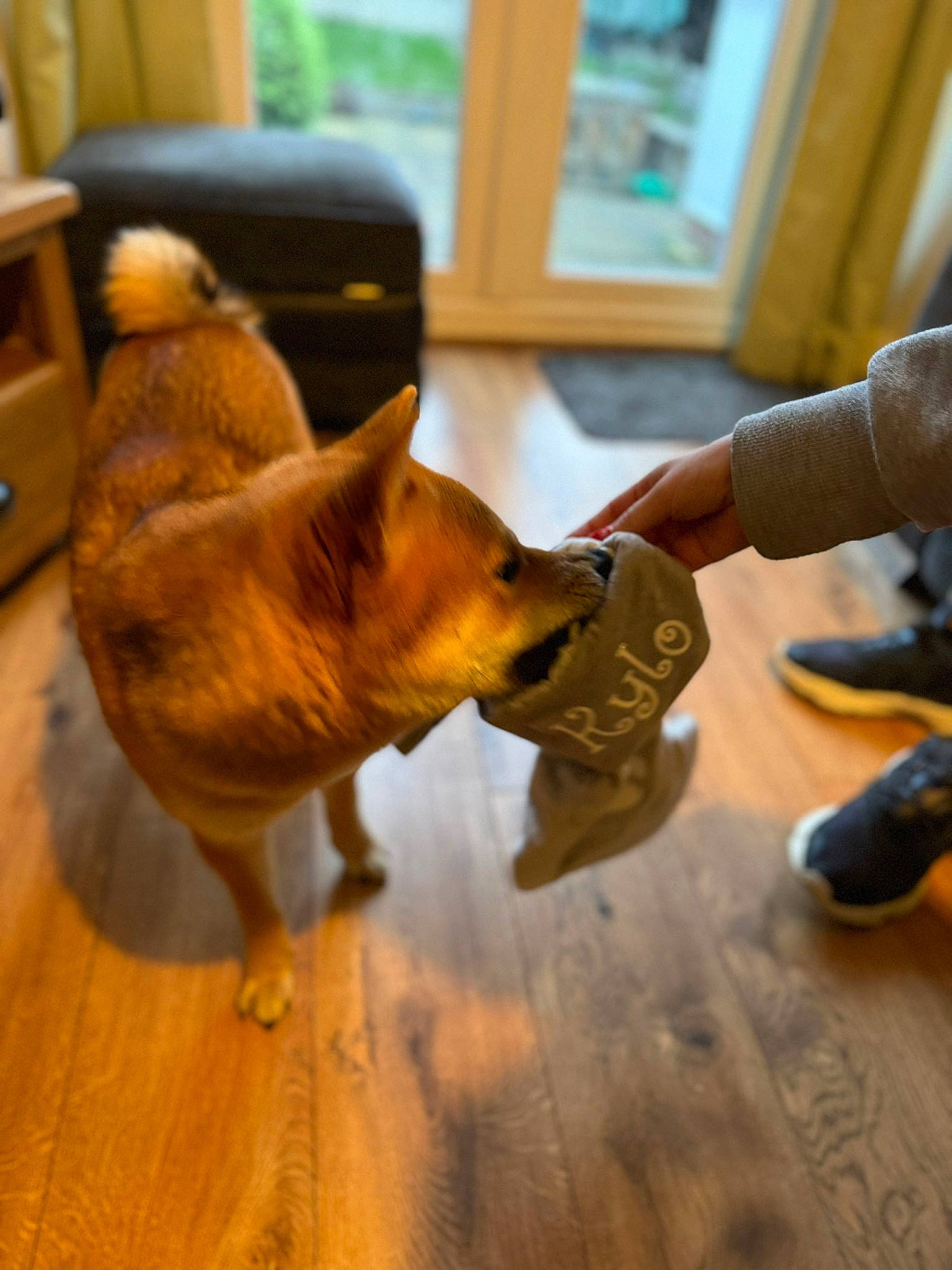 Kylo is registered to the contest to win money with this photo: cabinetry, carnivore, claw, companion_dog, dog, dog_breed, dog_clothes, fawn, flooring, fur, hardwood, human_leg, paw, snout, tail, toy_dog, whiskers, window, wood, working_animal