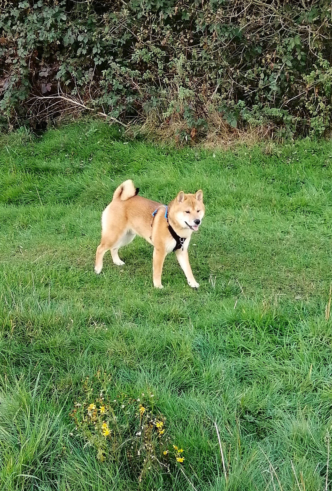 Kylo is registered to the contest to win money with this photo: canidae, carnivore, companion_dog, dog, dog_breed, fawn, felidae, flower, grass, grassland, groundcover, herbaceous_plant, pasture, plant, snout, sporting_group, tail, terrestrial_animal, whiskers, yard